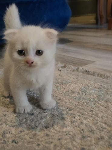 Şotland