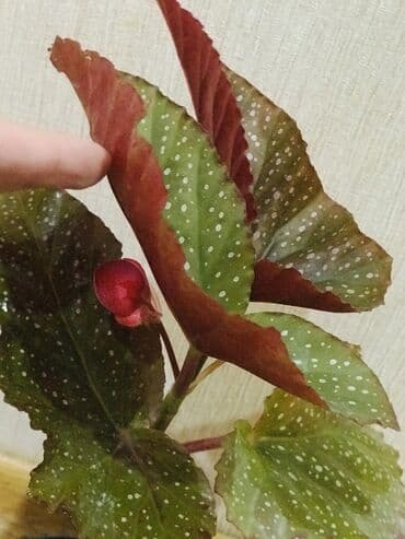 bitki toxumlarinin satisi: Beqoniya Köçməklə əlaqəli ️️️Təcili satılır az qaldı qırmızı güllər — 1