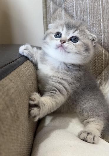 Geyimlər: Blue shinshilla — 10