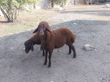 Salam iki erkəy quzu satılır göz qabagındadır saglamdılar qiymət ikisi
