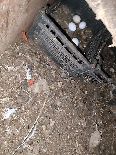 Куры: Курица, Для яиц — 1