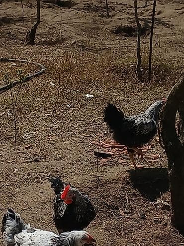 simental inekler azerbaycanda: ‼️ Təcili Satılır ‼️ 53 ədəd tam sağlam 4.ay yarımlıq colpalar — 7