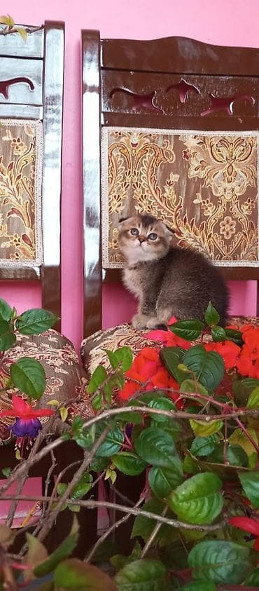 mingəcevir pişik: Şotland — 1