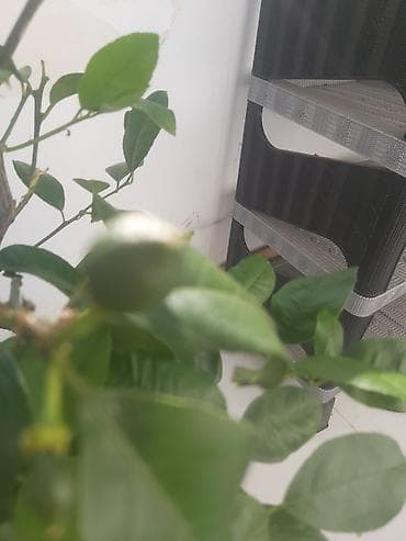 limon agacı: Limon ağacı. 50 azn — 5