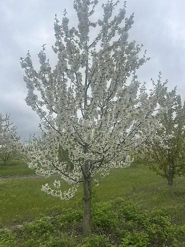 🔥 QUBADA HAZIR GƏLİR GƏTİRƏN GİLAS BAĞI SATILIR! 🍒 Əgər həm