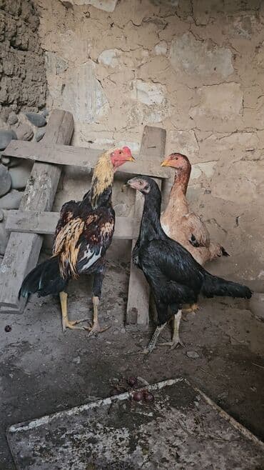 Tutuquşları: Aprel beçəsi və fərəsi satılır fərə hələ yumurtaya düşmüyüb iynə — 3