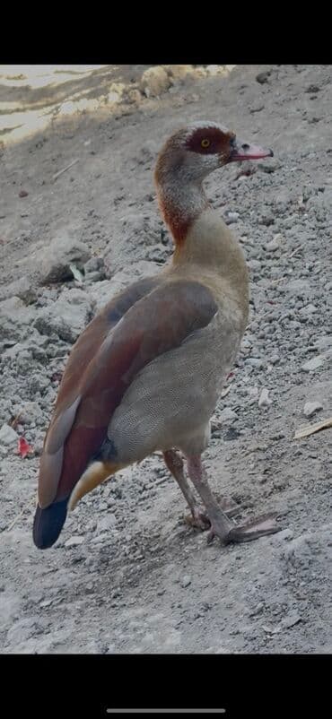 lavanda lal ordəklər: Misir qazı, həmçinin Nil qazı kimi tanınan bu quş, açıq qəhvəyi və boz — 1