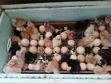 firəng toyuğu: Toyuq cücələri, Ətlik — 1