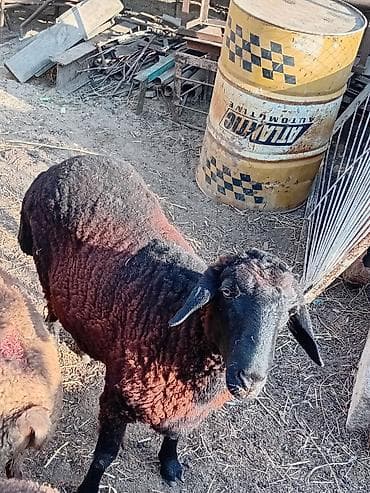 jersey cinsi: Salam 11 ayliq erkek quzu satilir isteyen aşağıdakı nömreyle elaqə — 4