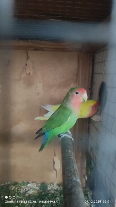 Рыбы: Allah haminin malna bereket versin !!! Nerazluçnik sevda quşu hazir at lalafo.az — 2 Рыбы: Allah haminin malna bereket versin !!! Nerazluçnik sevda quşu hazir — 2