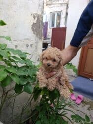 pudel sahblendrlir: Пудель — 3