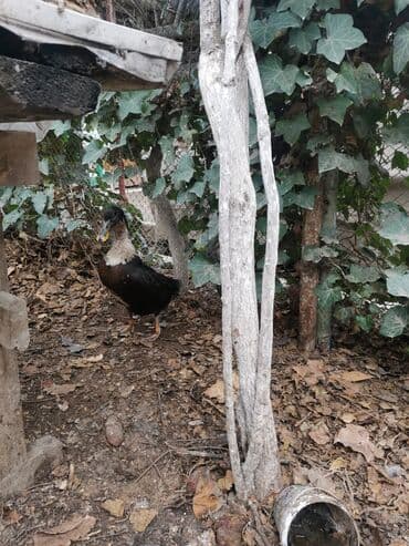 Məhsul: ördək Təsvir:EV ÒRDEYI. HEYETTE YETIWDIRILIB Isteyenler