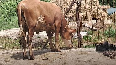 ineklər: Iki baş dordaqlıq erkək dana satılır diri çəkiləri 300 kq dır — 3