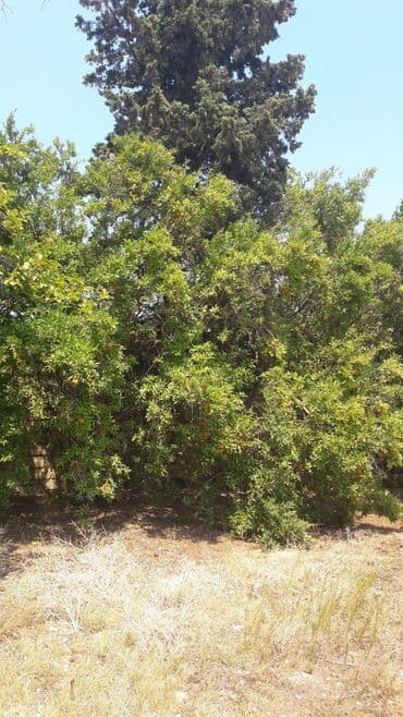 sabuncu qəsəbəsi: 32 sot, Kənd təsərrüfatı, Maklerlər narahat etməsin, Kupça (Çıxarış) — 13