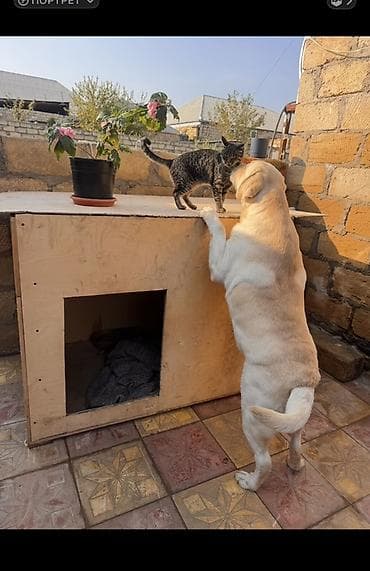 Labrador-retriver, Erkek