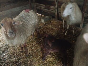 Inəklər, öküzlər: Diqqətlə oxu sonra zəng elə! 4 ədəd qoyun satılır! 3 ədəd qoyun — 8