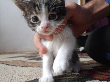 pişik qabı: Erkək, Yaxşı əllərə, Pulsuz çatdırılma — 5