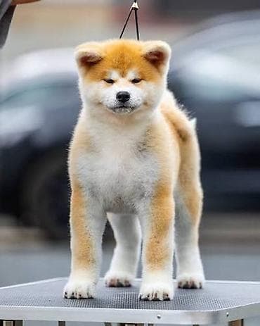 Akita-inu, 1 ay, Ünvandan götürmə lalafo.az -da Akita-inu, 1 ay, Ünvandan götürmə