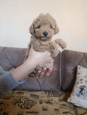 şotlan pişik: Şotland yastı qulaq, Erkək, Dişi, Yaxşı əllərə, Ünvandan götürmə, Pulsuz çatdırılma, Ödənişli çatdırılma — 234