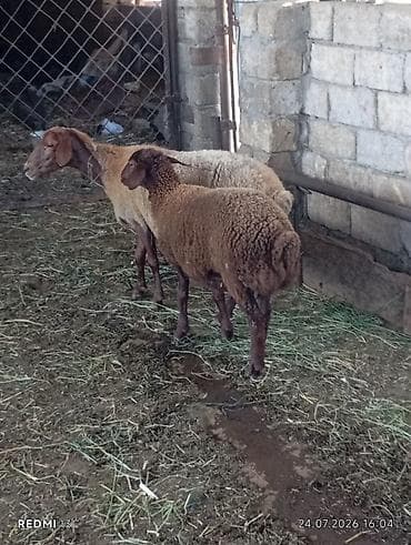 mal heyvan: Super damazdiq hevanlardi ana bala qoyun qoyun ekiz dogan qoyundu — 4