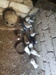 Pişiklər: Oz qusdarimdi tam saglamdilar razilasmaq olar qiymetde — 5