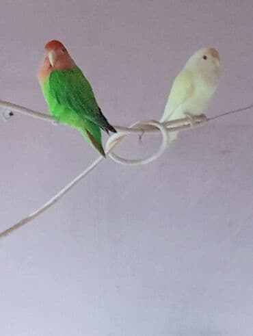 неразлучник: Bala veren cütler.Yuvaas bala al Tam sağlam quşlardı.Üiymət cütünə — 8