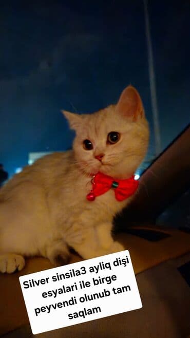 van pişiyi qiyməti: 50 ile 250 arasi cins saf qan saqlam pisiklerimiz var unvana — 10