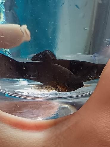 gence akvarium: Tetra balığı, Sülhsevər, Ünvandan götürmə, Pulsuz çatdırılma, Ödənişli çatdırılma — 6