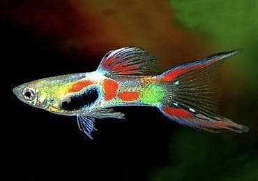 Gəmiricilər: Quppi, Sülhsevər, Pulsuz çatdırılma — 1