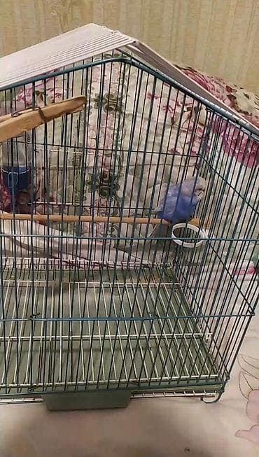 i̇t satisi: 4 ədəd qəfəs, 1 dişi və 3 erkek spenqllər. Təcili satılır. Hamısı — 1