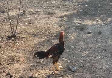 Gəmiricilər: 7 ci ayina 23 cu girib yaxwi qandi qiymet sondu qiymete gore — 4