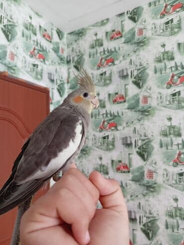 əbabil quşunun qiyməti: Salam, şəkillər 2 aylıqında çəkilib indi 5 aylıqdılar boz erkək, çilli — 3