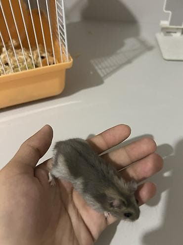Heyvanlar üçün mallar: Cırtdan hamster və qəfəs dəsti Üsdündə çimək üçün qum və hamıstır — 3