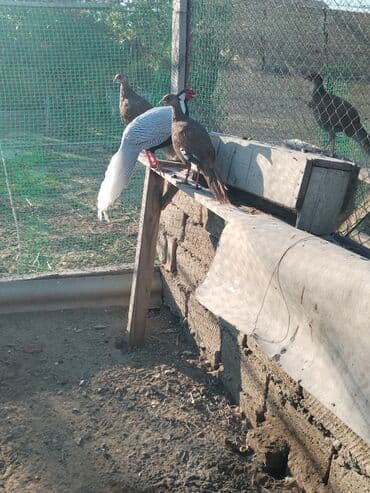 heyvanlara verilen xususi adlar: Məhsul: kral və gümüş fazanlar. Təsvir: - Nadir dekorativ quş növü — 4