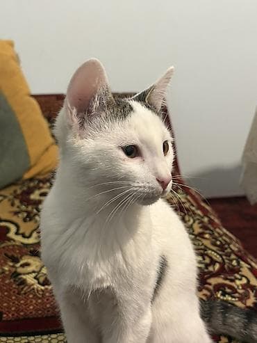 pişik sumkası: Dişi, Yaxşı əllərə, Ünvandan götürmə — 6