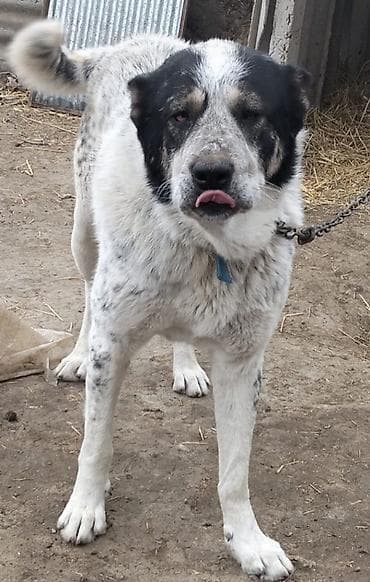 sibir itleri: Alabay, 3 il, Erkek, Peyvəndli, Ödənişli çatdırılma — 2