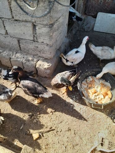 Cücələr: Qaz və ördək sürüsü - Növlər: ağ və boz yerli qazlar, muskovi (indo) — 2