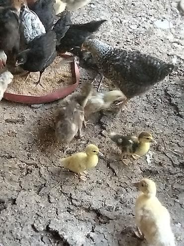ordək bala: Məhsul: Ördək balaları (qarışıq rəngləi . Çox gotrene endirim olunacag — 6