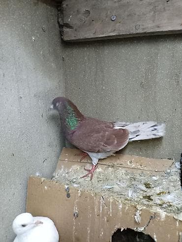 tap az goyercin: Qırmızı əbreş quyruq ayağı üzüylü erkey Təsvir: - Rəng — 2