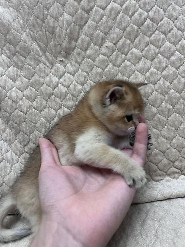 cins pişikler: Britan — 5