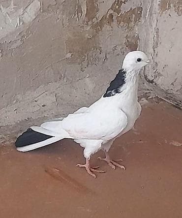 Göyərçinlər: 13 tuk erkeydi tuleydedi — 2