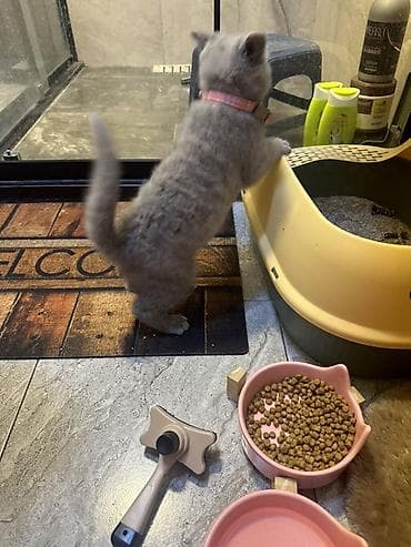 mingəcevir pişik: Britan, Pulsuz çatdırılma — 3