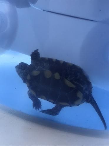 ev heyvanlari: 1dişi 1erkək bala Xəzər tısbağası🐢 4aylıqdırlar.Terraium və adası — 7