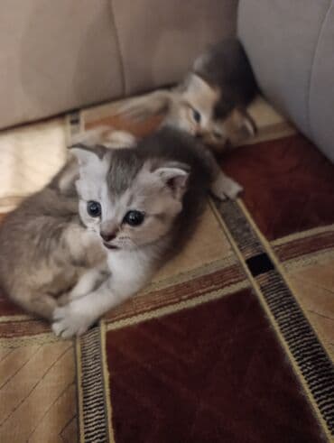 британская шиншилла баку: Шиншилла, Самец, Самка, В добрые руки, Бесплатная доставка — 4