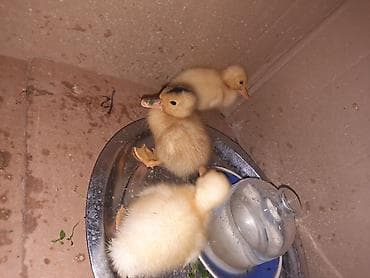 lal ördək: Məhsul: ördək bala­ları (3 ədəd) Təsvir: - Rəngi: krem-sarı (birinin — 1