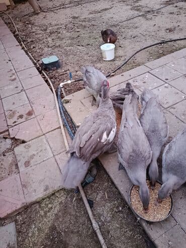 Lavada ordeyler satılır temiz qadilar