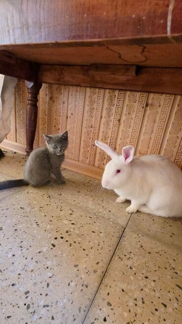 собака отдам в хорошие руки: В добрые руки — 3