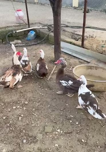 it bazari 2021: Krasnadar ordəkləri cixdi satişi damazlıga yararlı 2 erkey 3 ana 1 — 2