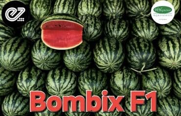 qarpız toxumu: Qarpiz tumsuz — 4