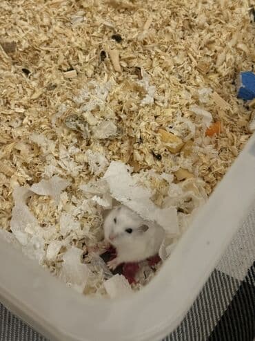 Hamster balaları – Cırtdan növü Təsvir: - Şəkillərdə cırtdan hamster